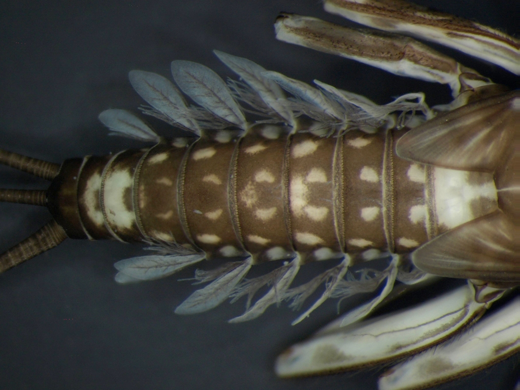 Heptagenia sulphurea